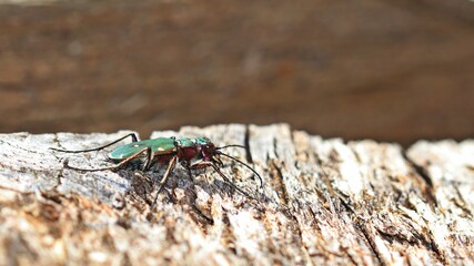 Feldsandläufer (Cicindela campestris) auf dem Bohlenweg am Ewigen Meer