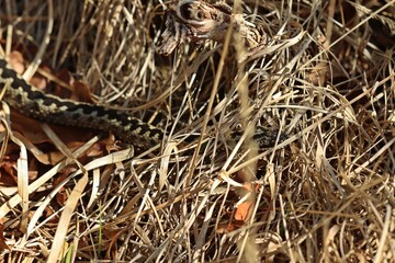 Männliche Kreuzotter (Vipera berus) im Moor am Ewigen Meer
