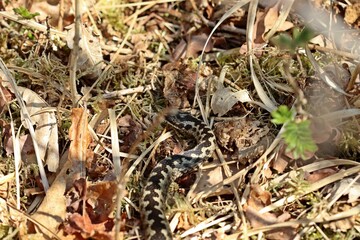 Männliche Kreuzotter (Vipera berus) im Moor am Ewigen Meer