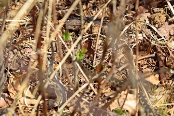 Männliche Kreuzotter (Vipera berus) im Moor am Ewigen Meer