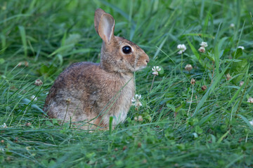 Beautiful American bunny rabbit in tall green grass