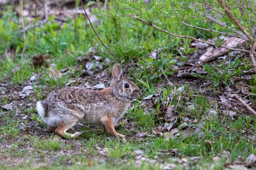Rabbit in green grass ready to run 