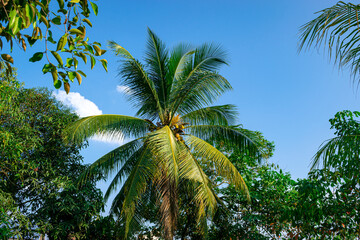 Fototapeta na wymiar Coconut trees on the sky