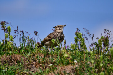 Crested lark (Galerida cristata) is a species of lark widespread across Eurasia and northern Africa. It is a non-migratory bird