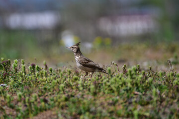 Crested lark (Galerida cristata) is a species of lark widespread across Eurasia and northern Africa. It is a non-migratory bird