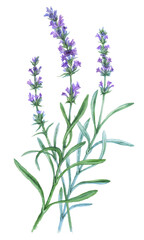 Fototapeta na wymiar Watercolor Lavender isolated on a white background. Hand drawn herb illustration. Vector picture