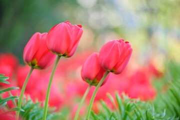 Obraz premium Bright red tulip flowers blooming on outdoor flowerbed on sunny spring day