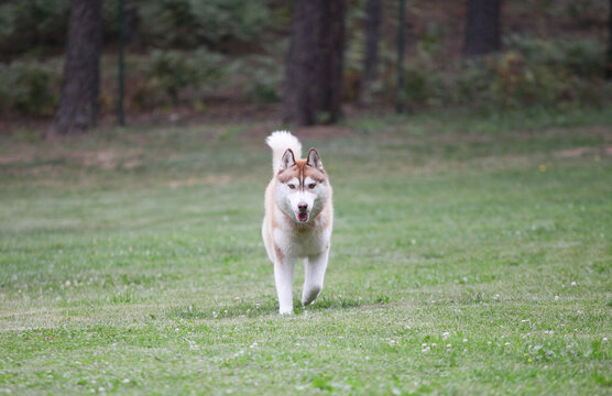 Red Husky Runs In The Park