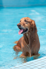 Golden Retriever playing in the pool