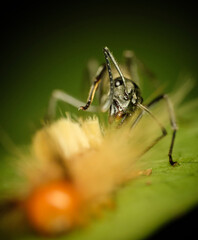 Genus Diacamma ant on leaf macro close up