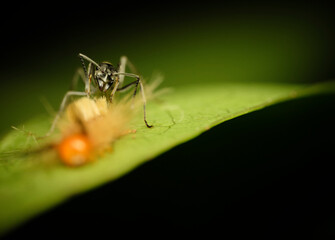 Genus Diacamma ant on leaf macro close up