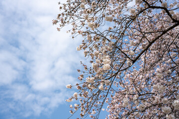 熊谷桜堤の桜