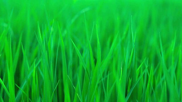 Fresh morning water dew drops on vibrant green grass lit by the sun, Summer nature background with green grass, fresh grass in well maintained large garden seen in early summer in sunset