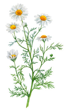 Watercolor Chamomile isolated on a white background. Hand drawn herb illustration. Vector picture