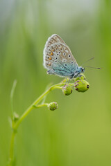 Papillon petit bleu