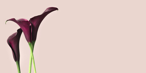 Dark purple Calla lily flowers on pink background. Nature flowery banner, minimal style. Bouquet of...