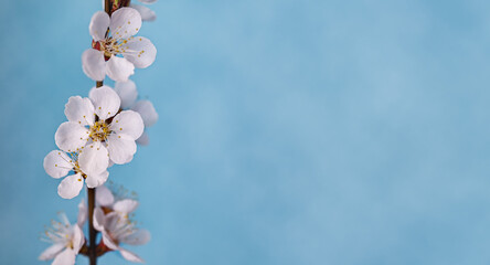 Floral spring background. Flowering branch of apricot on a blue background. Place for text, shallow depth of field.