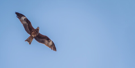 Black kite against clear blue sky.