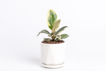 Variegated Ficus Elastica Rubber Fig plant in white ceramic pot with isolated white background