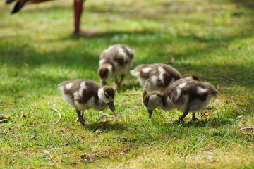 Some goose chicks on a green meadow