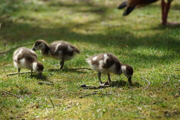 Some goose chicks on green gras