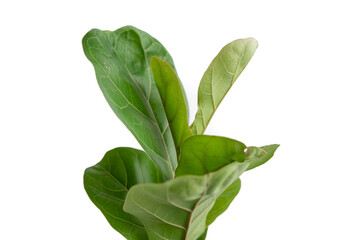 Close up of the Fiddle-leaf fig plant leaf with isolated white background