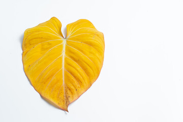 Philodendron Gloriosum leaf turning yellow with isolated white background.