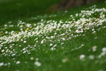 Beautiful white daisies in the nature