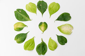 Philodendron Hederaceum Brasil leaf cutting arrange neatly with isolated white background