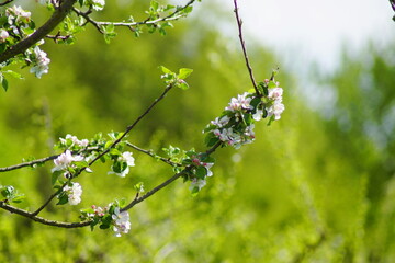 Ein Apfelbaum in blühte im Frühling