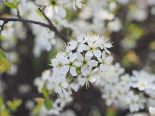 Sakura blossoms close up. Macro-photo of sakura blossom.