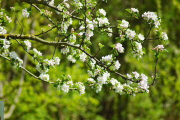 A cherry tree with white blossoms 