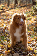 Nova Scotia Duck Tolling Retriever sitting on autumn leaves in the woods