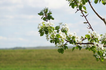 A branch with white cherry blossoms
