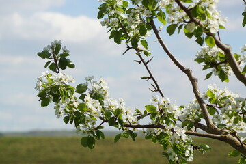 An apple tree with white blossoms in the nature