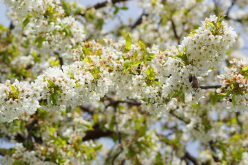 Kirschbaum in der Blütezeit im Frühling