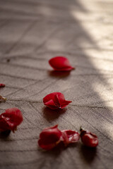 Dark red flower wallpaper. Moody sunlight macro photography