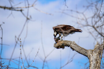 An adult osprey perches in a tree while it eats freshly caught fish