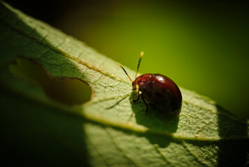 Leaf Beetles Family Chrysomelidae