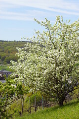 Beautiful blooming tree in spring