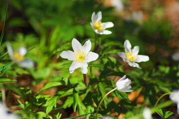 Beautiful white flowers on a meadow