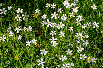 Fototapeta premium Woodland Carpet - Greater Stitchwort - Stellaria holostea