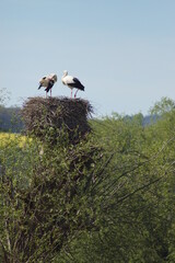 A couple of storks on their nest on a tree