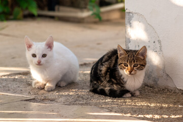 two kitten sits on the path in the garden near the wall
