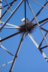 Ein Storch mit seinem Nest auf einem Strommast 
