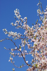Hübsche Kirschblüten eines Kirschbaums