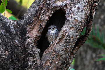 Spotted owlet perched on a tree hole