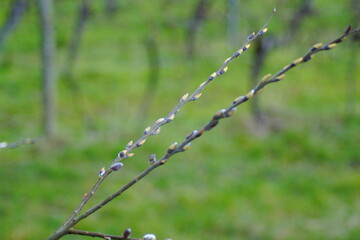 Zwei Äste von Kätzchenweide in der Natur 
