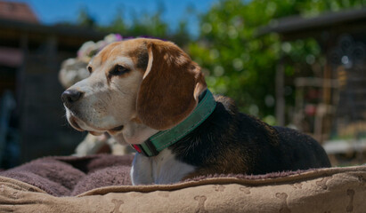 beagle körbchen seitlich