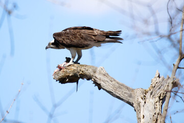 Obraz premium An adult osprey perches in a tree while it eats freshly caught fish